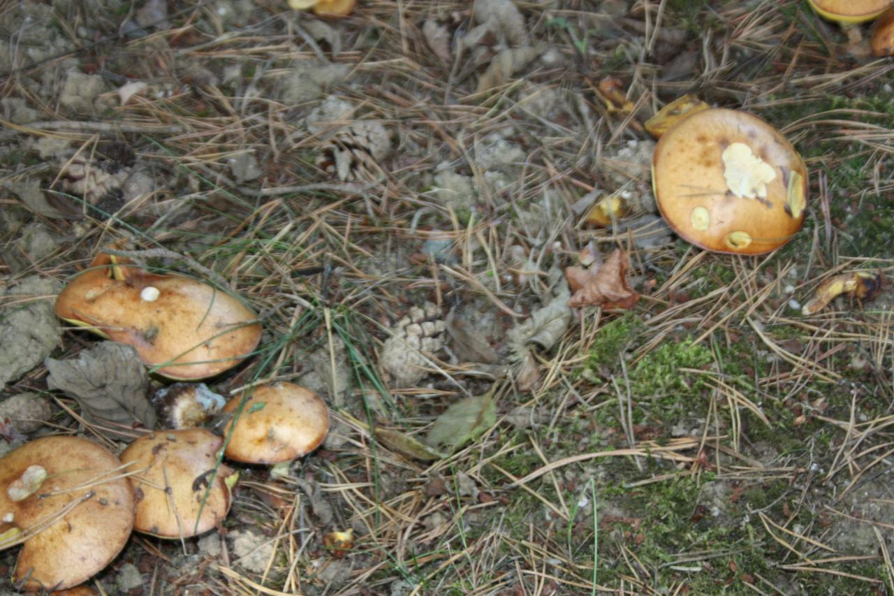 CHAMPIGNON DÉCOUVERT PAR LES LOULOUS
