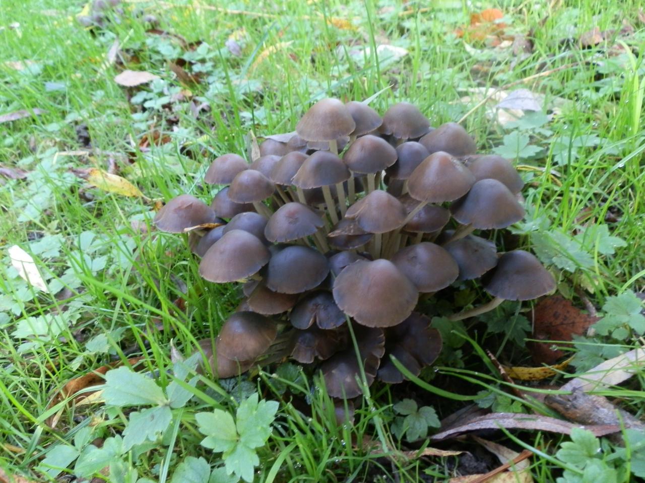 BALADE A LA DÉCOUVERTE DES CHAMPIGNONS NOUNOU