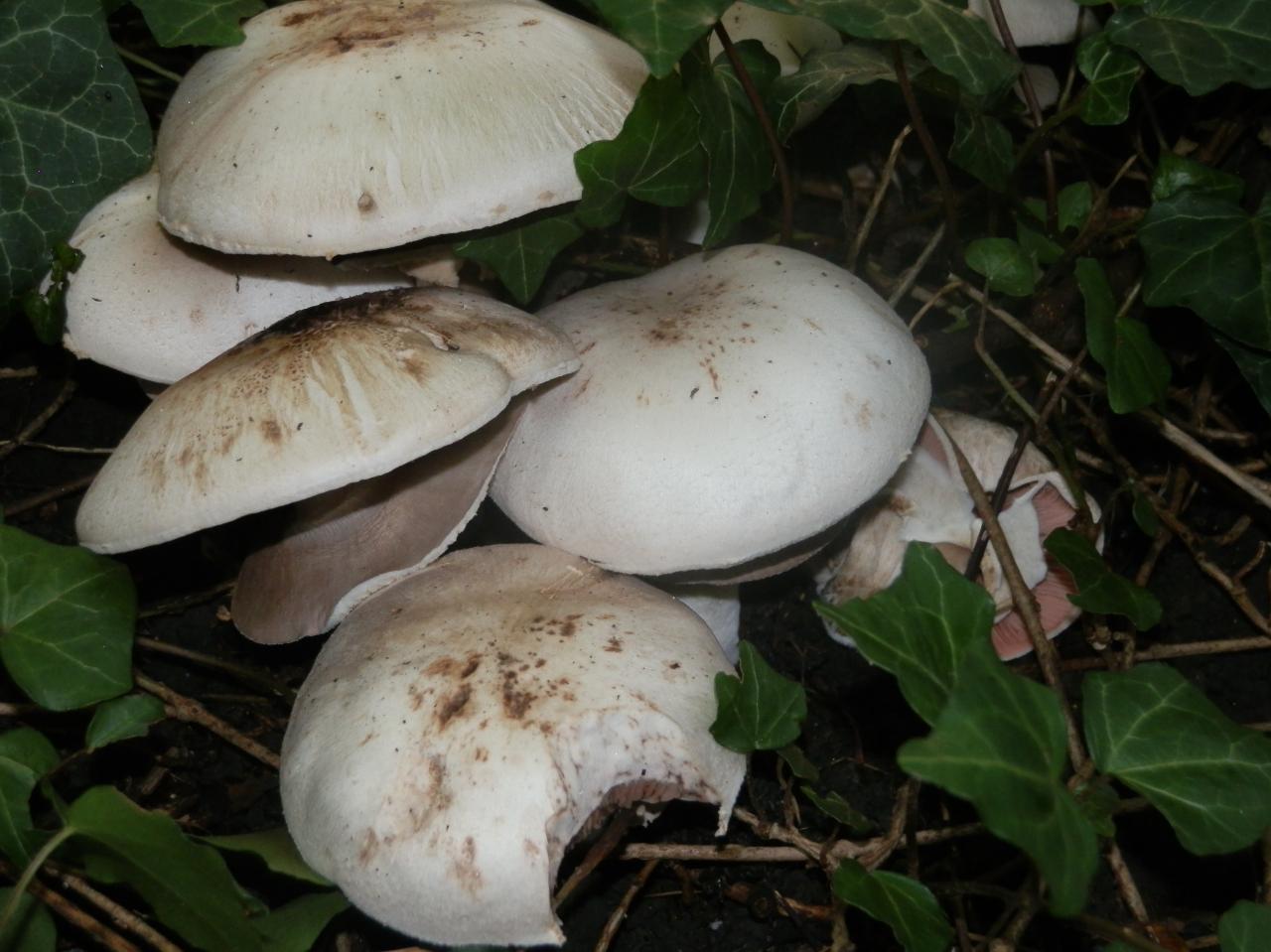 BALADE A LA DÉCOUVERTE DES CHAMPIGNONS NOUNOU