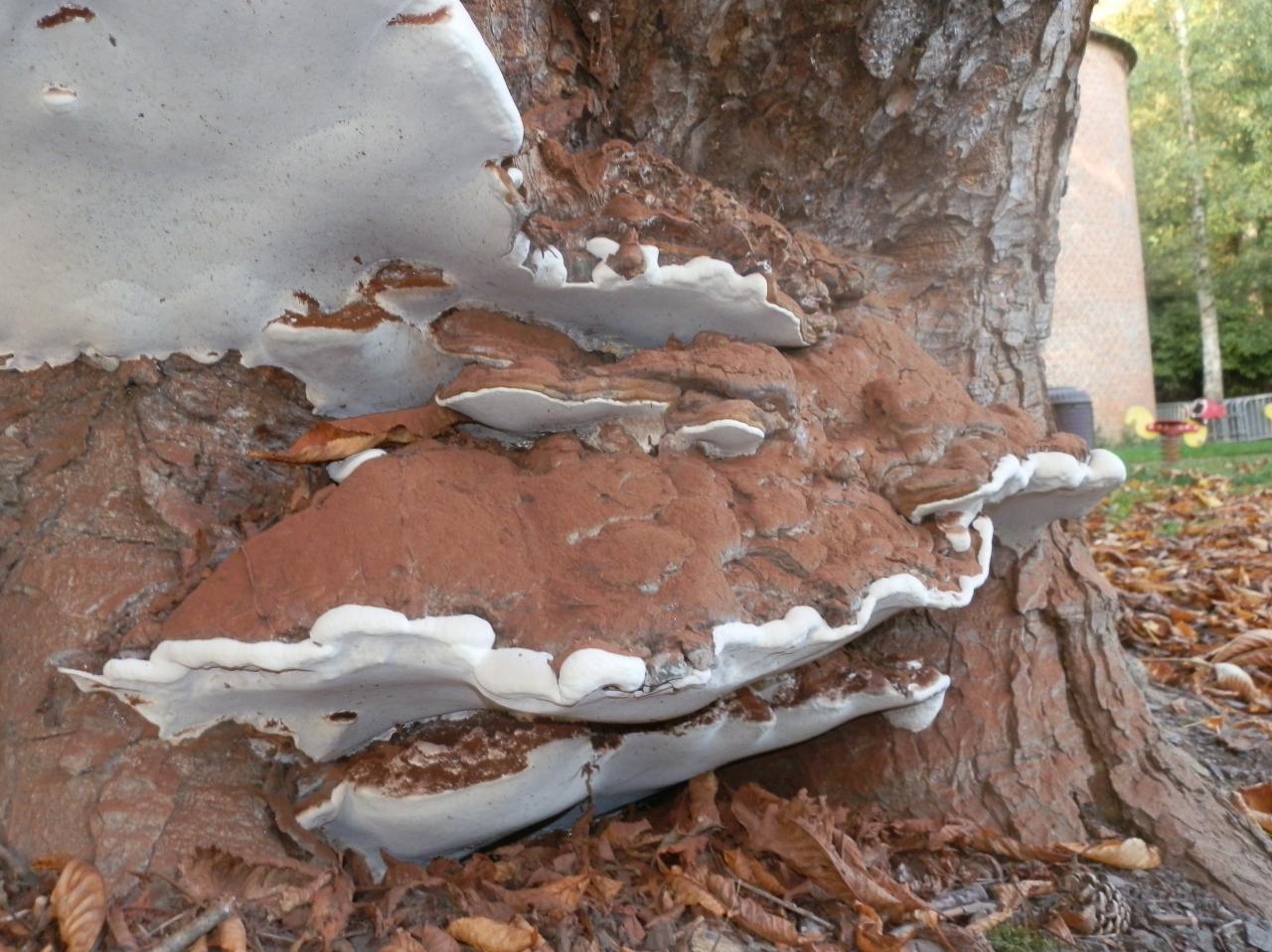 BALADE A LA DECOUVERTE DES CHAMPIGNONS NOUNOU