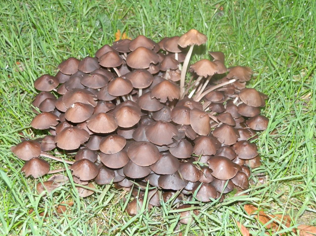 BALADE A LA DECOUVERTE DES CHAMPIGNONS NOUNOU