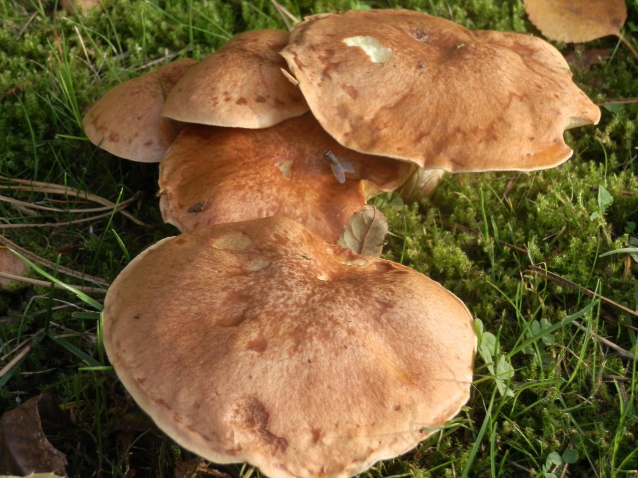 BALADE A LA DECOUVERTE DES CHAMPIGNONS NOUNOU